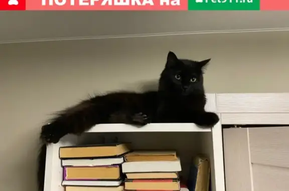 Пропала кошка у метро Серпуховская/Добрынинская