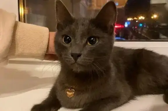 Пропал серый котенок с медальоном в Хабаровске