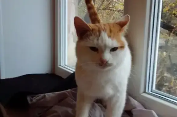 Домашняя кошка в Воронеже ищет дом