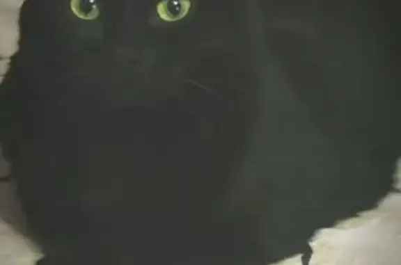 Пропала черная кошка из Ногинска 17 октября.