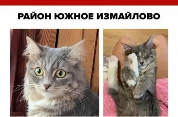 Пропала серая кошка с белой грудкой и лапками в Москве, Южное Измайлово