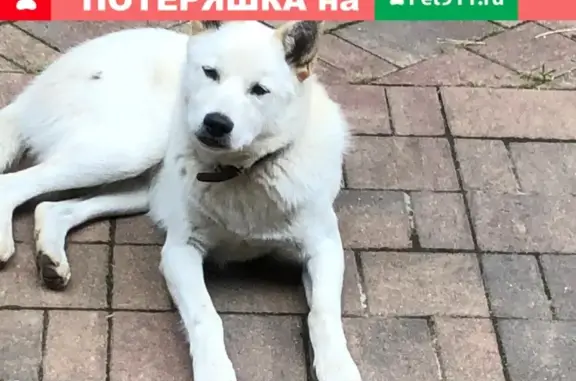 Найдена собака в Кембридже, Московская область.