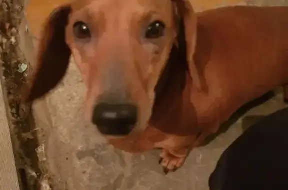 Собака Такса найдена в Иркутске