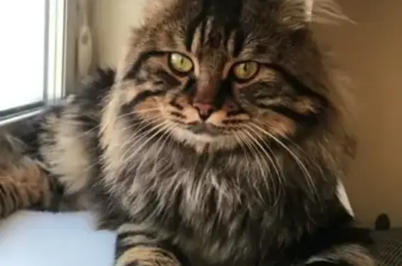 Кошки потеряшки, Тольятти, фото: Потеряшка кошка Жасмина на ул. Мурысева 75, вознаграждение 5000 руб.