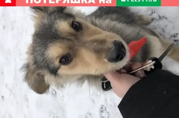 Собака найдена на Северо-Каштачной, Томск