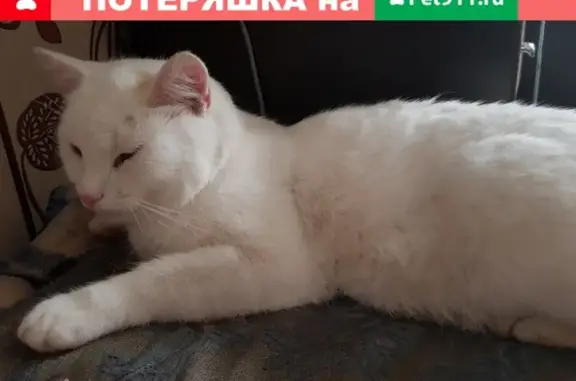 Белый кот с жёлтыми глазами найден на бульваре Энтузиастов