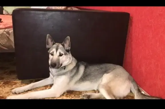 Собаки потеряшки, Томск, фото: Потеряшка собака Честер в поселке Госсортучасток