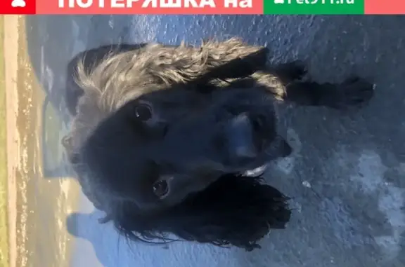 Собака Кокер спаниель найдена в Сысерти