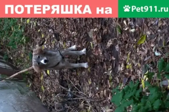 Собака привязана к дереву на ул. Касаткина, Москва