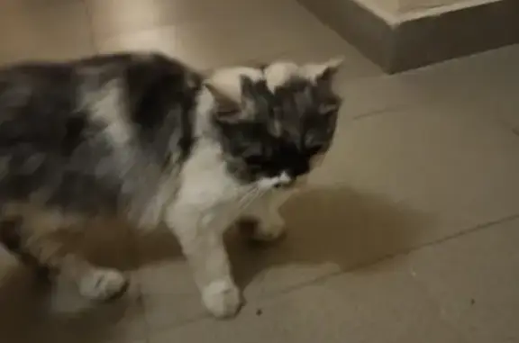Найдена кошка на Солнечногорской 6 в Уфе