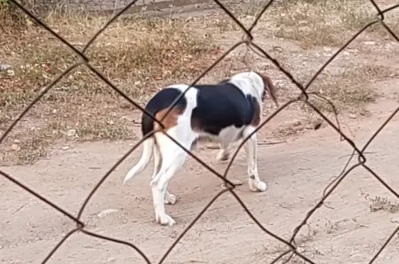 Собака Бигль найдена в Майкопе