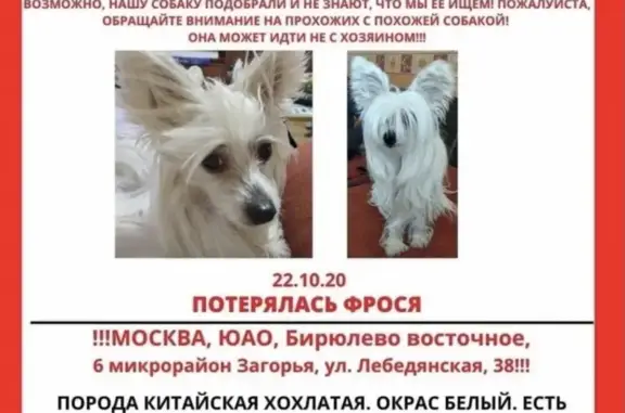 Пропала собака на Лебедянской ул. (Москва)