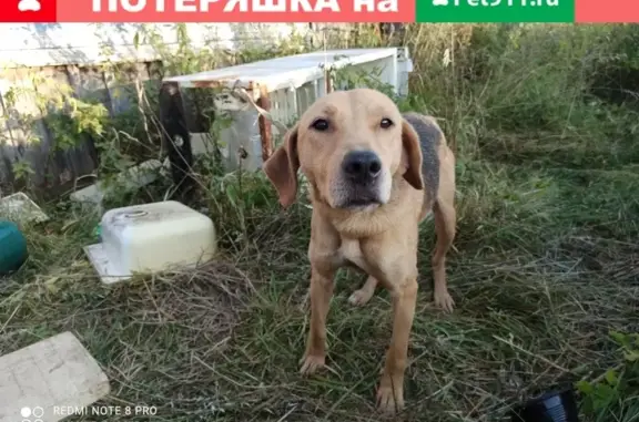 Пропала собака ЗУРНА в районе военного аэродрома, Липецк