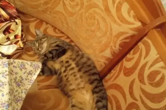Пропала серенькая кошка в Москве