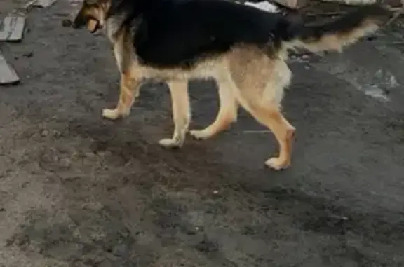 Собаки потеряшки, Омск, фото: Потеряшка собака Цезарь, Омск, ул. Никитина 63