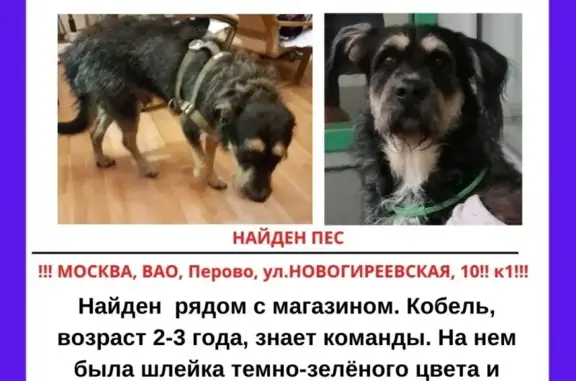 Найдена собака на Новогиреевской улице в Москве