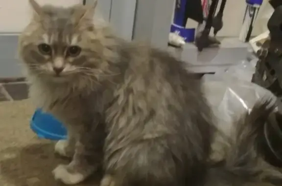Найдена серая кошка у дома 35 в Балашихе