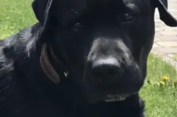 Собаки потеряшки, Омск, фото: Потеряшка собака Алтай в Омской области