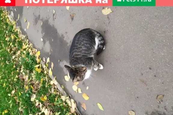 Домашняя кошка найдена у метро Отрадное в Москве