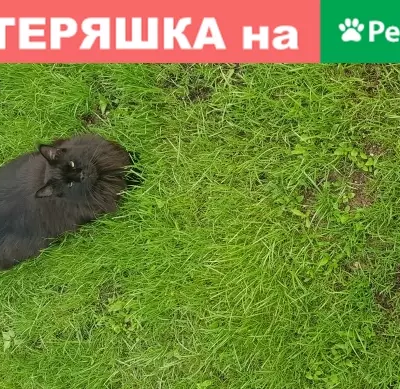 Пропал кот в деревне Лапино, Московская область