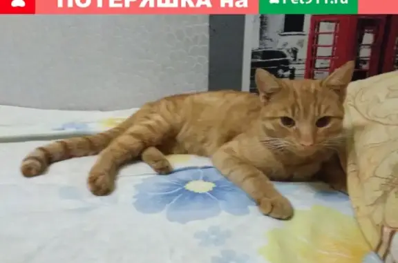 Найдена рыжая кошка на улице Академика Каргина, 38к1