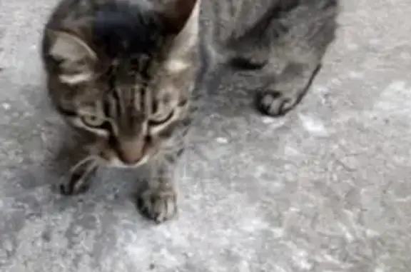 Найдена серо-полосатая кошка на Взлётной улице в Красноярске