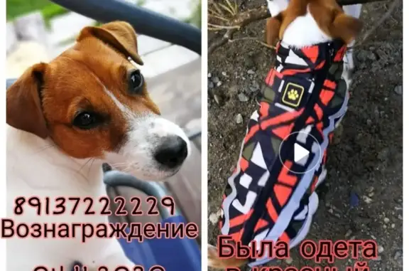 Пропала собака на улице Стартовая, Новосибирск