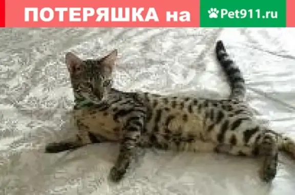 Пропала кошка на Рижской улице, Волгоград