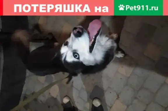 Собака Мальчик на ул. 1 Мая, Краснодар, 428