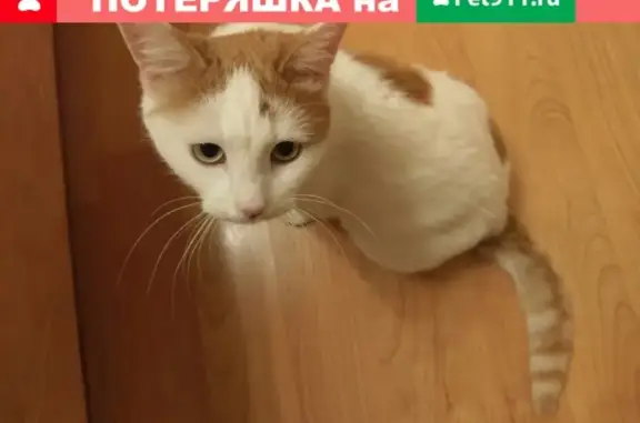 Найдена бело-рыжая кошка в Гольяново