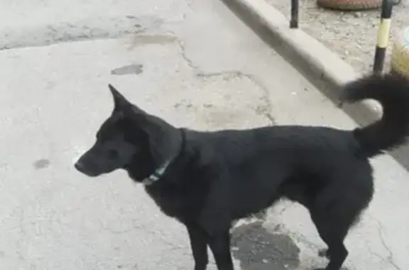 Найдена домашняя собака на Жигура 54, Владивосток