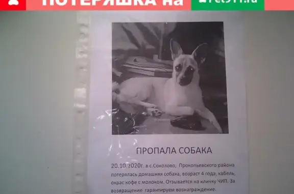 Пропала собака в Прокопьевском округе