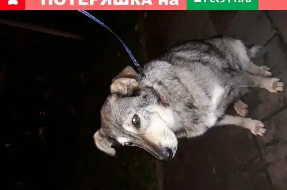 Найден пёс в СНТ Дружба-1, Сергиев Посад