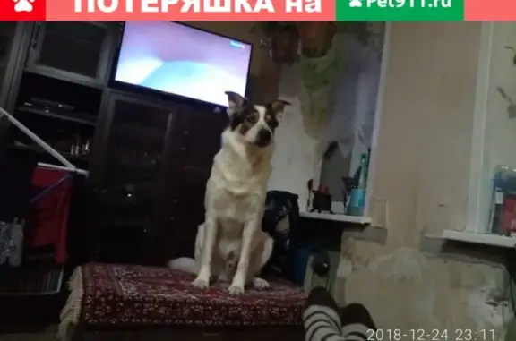 Пропала собака в Малаховке