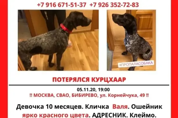 Пропала собака в Бибирево, Москва.