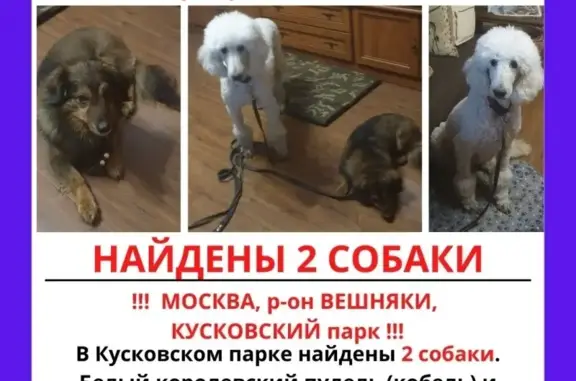 Найдены две собаки в Москве!