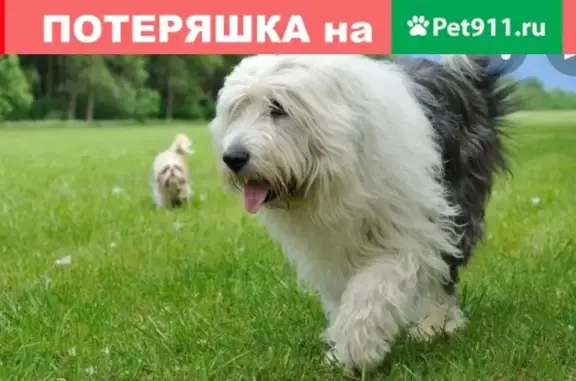 Пропала собака в районе Залога в Якутске