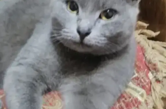 Найдена кошка в Лосево, похожа на шартрёз