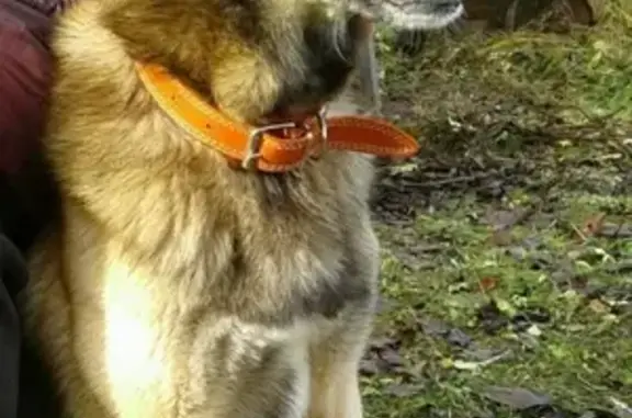 Собака найдена в деревне недалеко от Ширинье, Ярославль