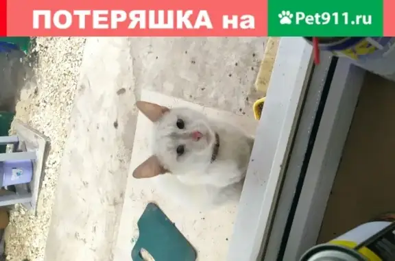 Пропала кошка в селе Бессоновка, Пензенская область