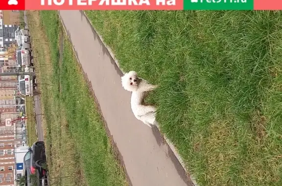 Пропала собака на улице Поленова 2-6