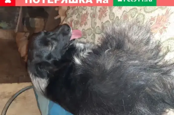 Хромающий пес найден около Ашана в Ростове-на-Дону