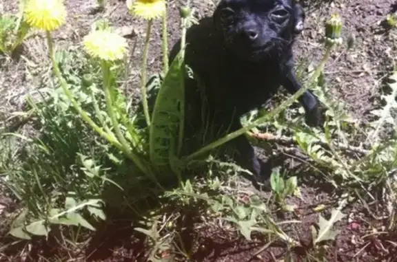 Собаки потеряшки, Москва, фото: Потеряшка собака Той-терьер в Москве, метро Тушинская