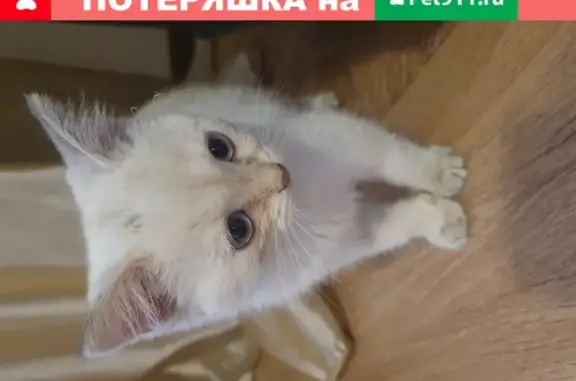 Белый котенок с голубыми глазами на ул. М. Чуйкова, 31
