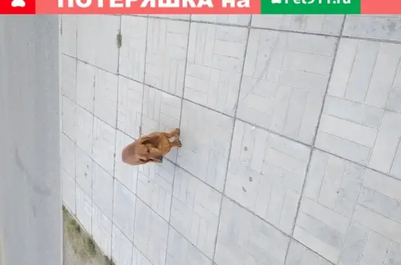Найдена собака без ошейника в Астрахани на Бакинской улице
