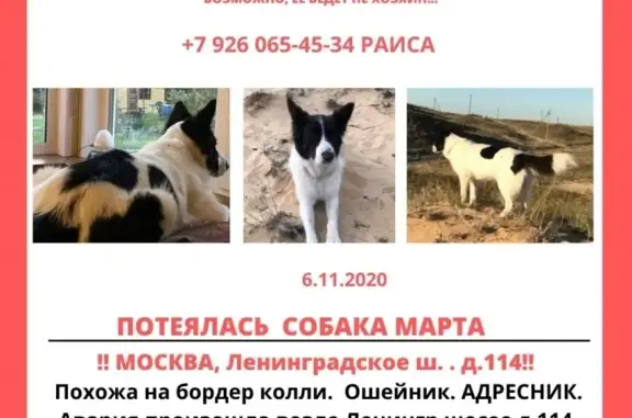 Пропала собака Марта на Ленинградском шоссе, 114