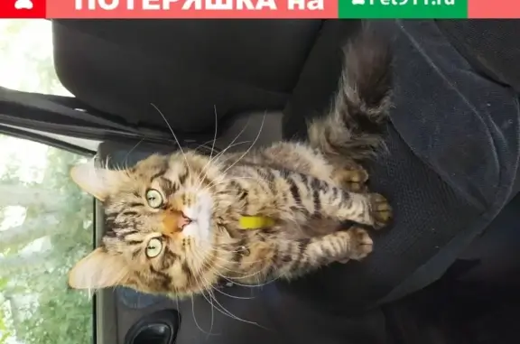 Пропал кот Чапа в Севастополе, вознаграждение.