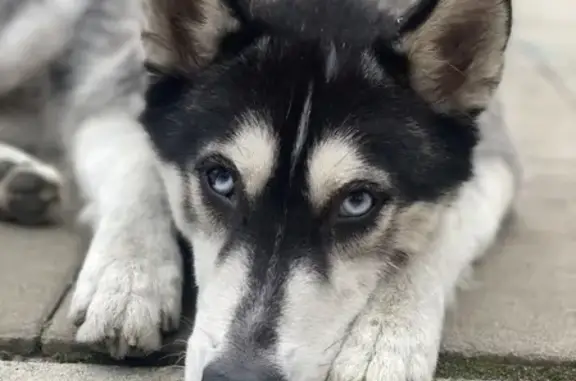 Собака Мальчик найдена на Первомайской, Восточный район, Новороссийск