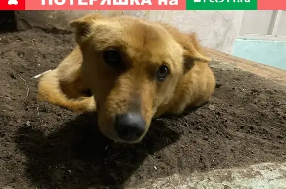 Пропала собака в Казани с ошейником