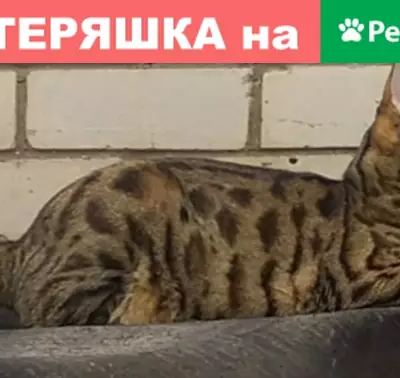 Пропал кот бенгальской породы в районе Поликлиника №3, Альметьевск